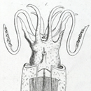 Belemnosepia thumb